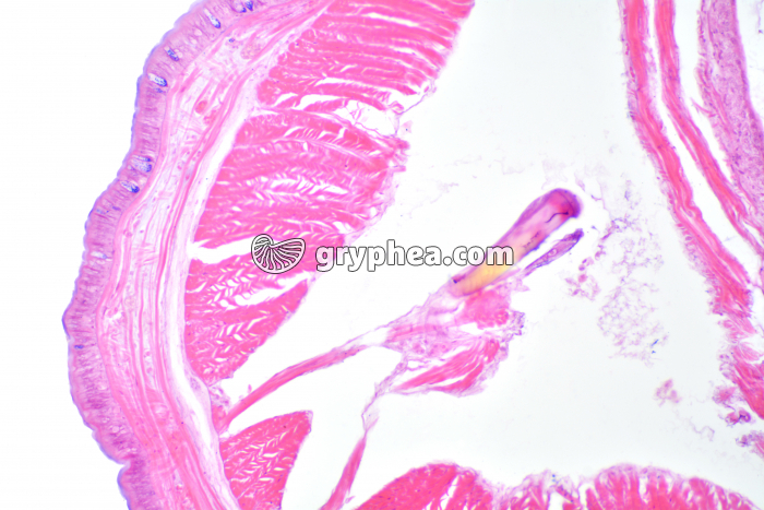 Lombric CT x25 - gryphea.com